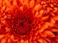 /album/imagens-do-michel/chrysanthemum-jpg1/
