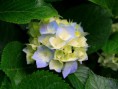 /album/imagens-do-michel/hydrangeas-jpg/